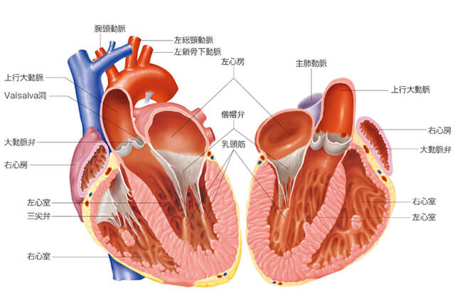 心臓弁膜症
